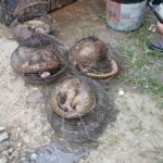 Customs Intercept Four Live Pangolins in Ogun State, Clamp Down on Wildlife Trafficking
