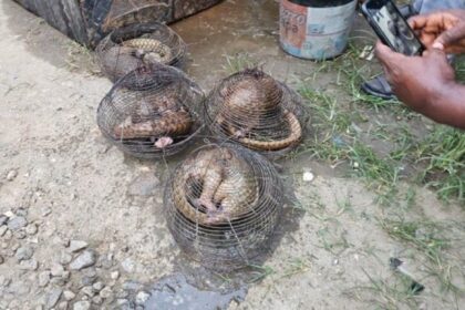 Customs Intercept Four Live Pangolins in Ogun State, Clamp Down on Wildlife Trafficking