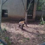 FUNAAB Zoo Park Unveils Elephant Enclosure, Expands Wildlife Collection with Exotic Species FUNAAB Zoo Park Unveils Elephant Enclosure, Expands Wildlife Collection with Exotic Species