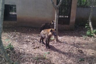 FUNAAB Zoo Park Unveils Elephant Enclosure, Expands Wildlife Collection with Exotic Species