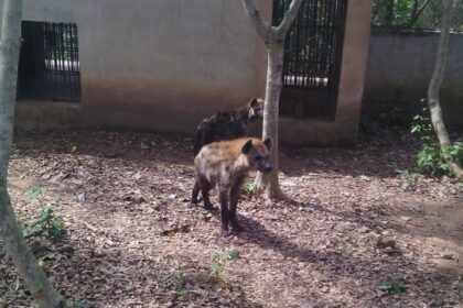 FUNAAB Zoo Park Unveils Elephant Enclosure, Expands Wildlife Collection with Exotic Species FUNAAB Zoo Park Unveils Elephant Enclosure, Expands Wildlife Collection with Exotic Species