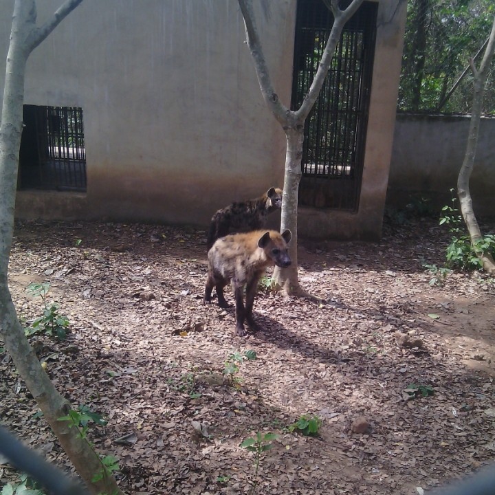 FUNAAB Zoo Park Unveils Elephant Enclosure, Expands Wildlife Collection with Exotic Species