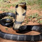 Nigeria’s Snakebite Crisis: Half of Health Facilities Lack Capacity as Antivenom Shortages Persist — Global Report Nigeria’s Snakebite Crisis: Half of Health Facilities Lack Capacity as Antivenom Shortages Persist — Global Report