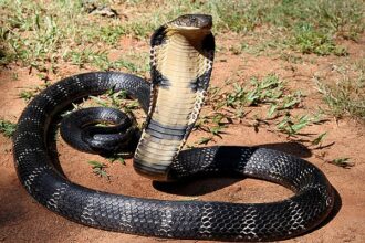 Nigeria’s Snakebite Crisis: Half of Health Facilities Lack Capacity as Antivenom Shortages Persist — Global Report