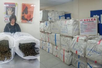 NDLEA Arrests 63-Year-Old Chinese Woman Over Attempt To Smuggle Cannabis Into Nigeria NDLEA Arrests 63-Year-Old Chinese Woman Over Attempt To Smuggle Cannabis Into Nigeria