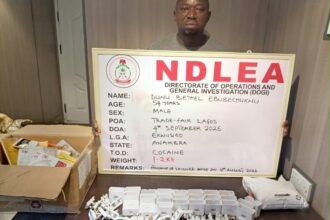 NDLEA Arrests Convicted Cocaine Trafficker Disguised as Herbal Tea Merchant in Lagos